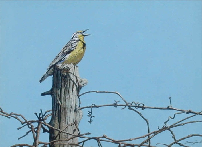 Return to Wildlife Art Page